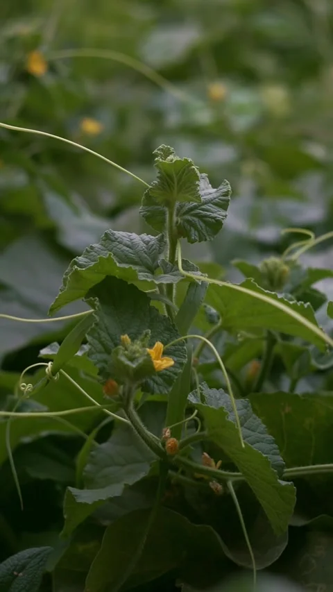 Melon leaves and buds in the field Stock Footage 320037861