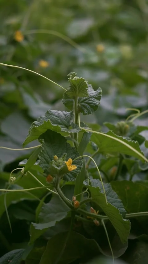 Melon leaves and buds in the field Stock Footage 320037944