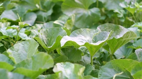 Melon leaves and buds in the field Stock Footage 320037945