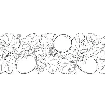 Melon Outline Horizontal Seamless Pattern イラスト素材