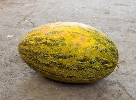 Melon Stock Photos