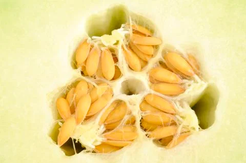 Melon Stock Photos