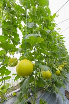 Melon Stock Photos