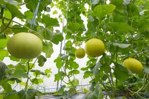 Melon Stock Photos