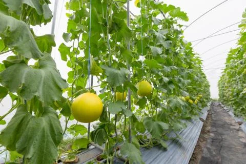 Melon Stock Photos