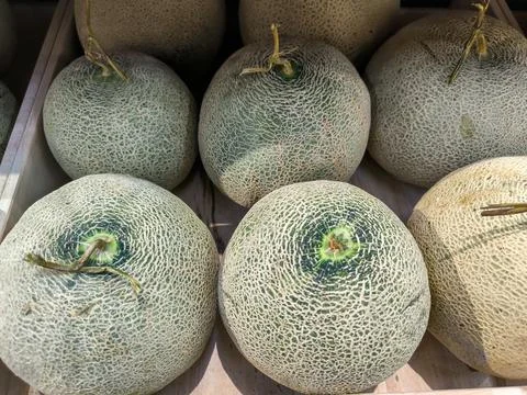Melon Foto stock