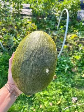 Melon 스톡 사진