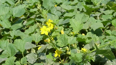 Melon plant 库存影片 334002927