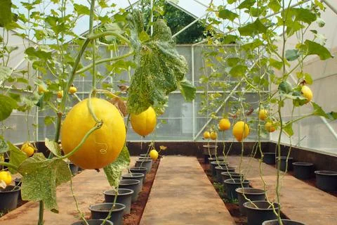 Melon plant Stock Photos
