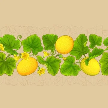 Melon plant vector pattern on color background イラスト素材