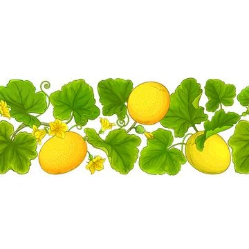 Melon plant vector pattern on white background イラスト素材