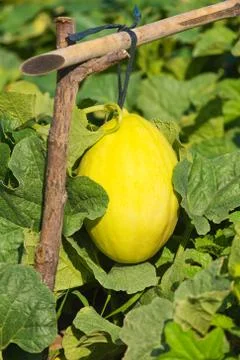Melon at plantation Stock Photos