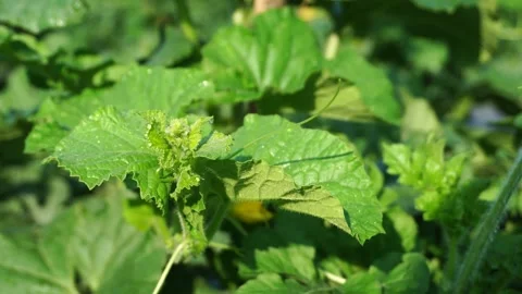 Melon plants in the garden Video stock 291628635