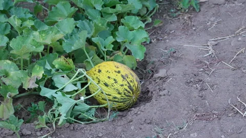 Melon ripening in farm Stock Footage 300212946