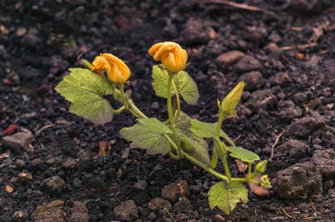 Melon Seedlings With First Flowers 写真素材