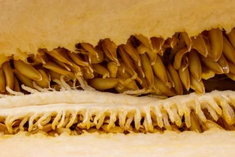 Melon seeds in the foreground Stock Photos