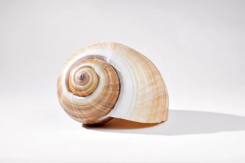 Melon Shell on Gray Background Stock Photos