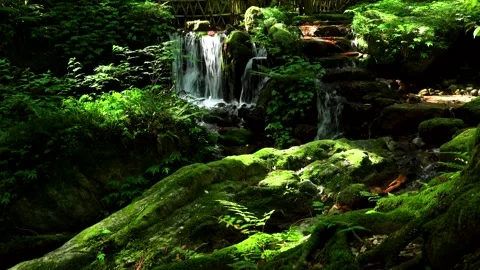 Melon Split Waterfall and Moss Vídeos de archivo 332245481