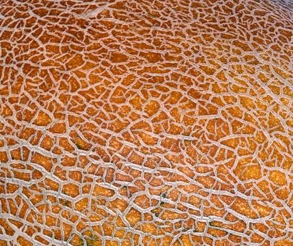 Melon texture as background texture Stock Photos