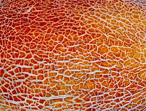 Melon texture as background texture Stock Photos