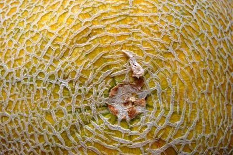 Melon texture Stock-Fotos