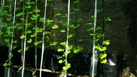A melon tree Stock Photos