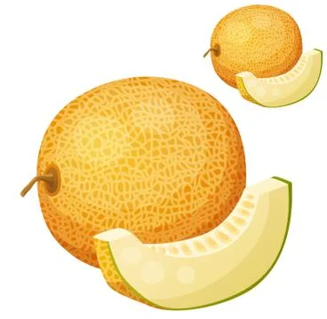 Melon. Vector icon isolated on white background Stock Illustration