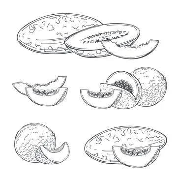 Melon. Vector  illustration. Stock Illustration