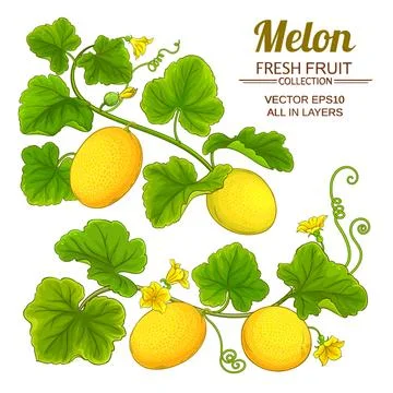 Melon vector set Illustrazione stock