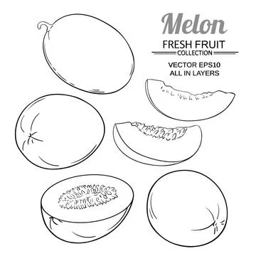 Melon vector set Illustrazione stock