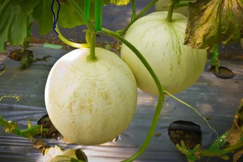 Melon on the vine in vegetable garden. Stock Photos
