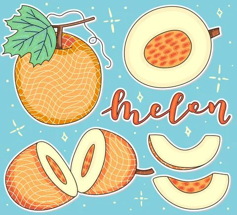 Melon - Whole and pieces. Vector stock illustration. Colored fruit set Illustrazione stock