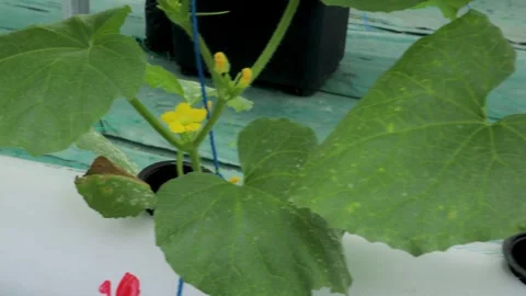 Melon11 Stock Footage 325669783