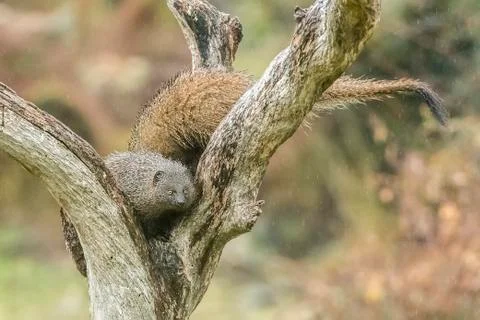 Meloncillo Stock Photos