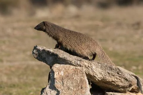 Meloncillo Stock Photos