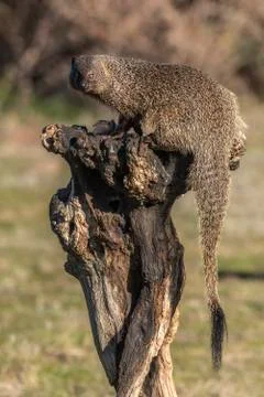 Meloncillo Stock Photos