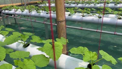 Melonhydro6 Stock Footage 326452502