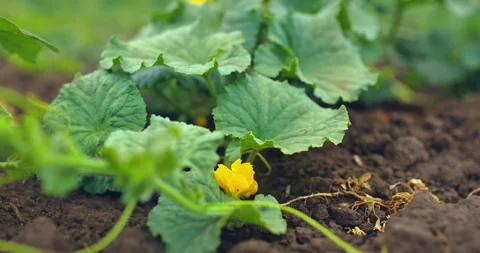Melons and pumpkins bloom, large leaves of plants lie on the ground. Growing Stock Footage 136440296