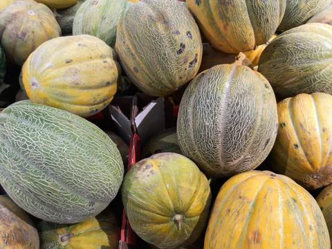 Melons close-up in the store Concept of vegetable garden, gardening.. Stock Photos