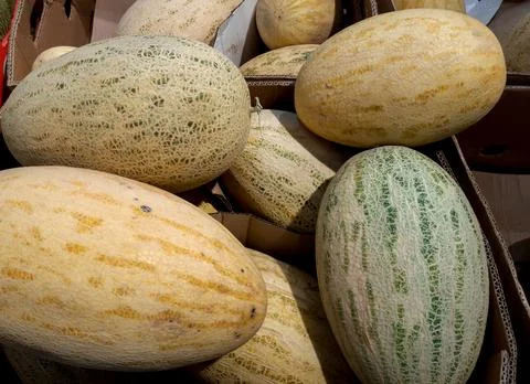 Melons close-up in the store Concept of vegetable garden, gardening.. Foto stock