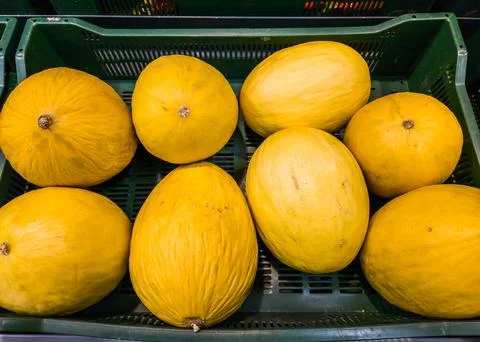 Melons on the counter in the store. Melon close-up, melon background Stock Photos