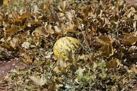 Melons dry leaves Stock Photos