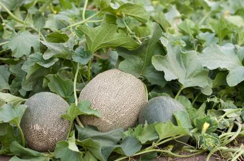 Melons in the garden Stock Photos