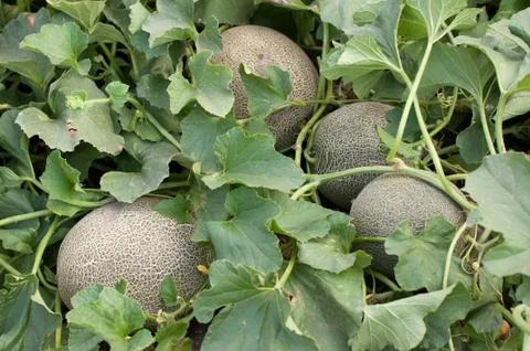 Melons in the garden Stock Photos