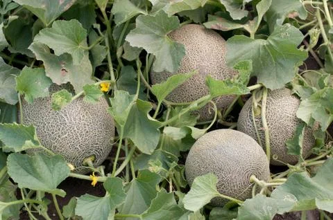 Melons in the garden Stock Photos