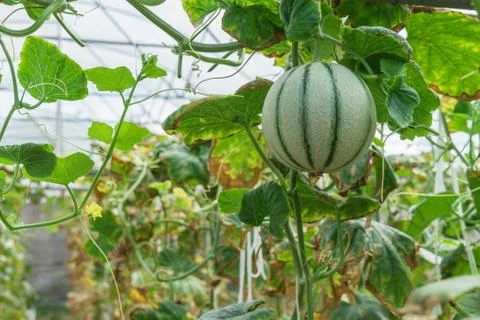 Melons in the garden 库存照片