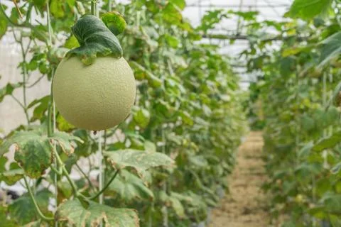 Melons in the garden 写真素材