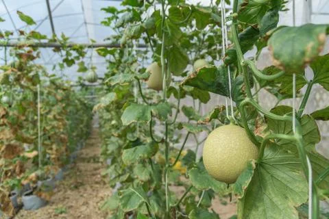 Melons in the garden Foto stock
