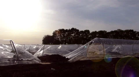 Melons greenhouse in spring. Stock Footage 50743528