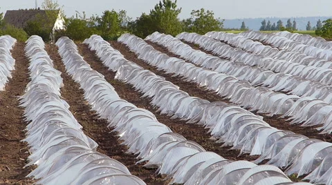 Melons greenhouse in spring. Stock Footage 50746530
